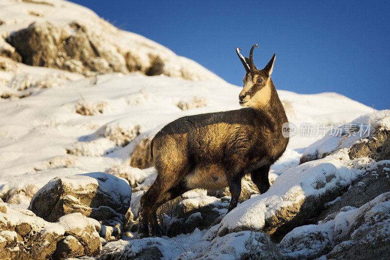 羚羊在冬天享受早晨的阳光，阿尔卑斯山(Rupicapra Rupicapra)